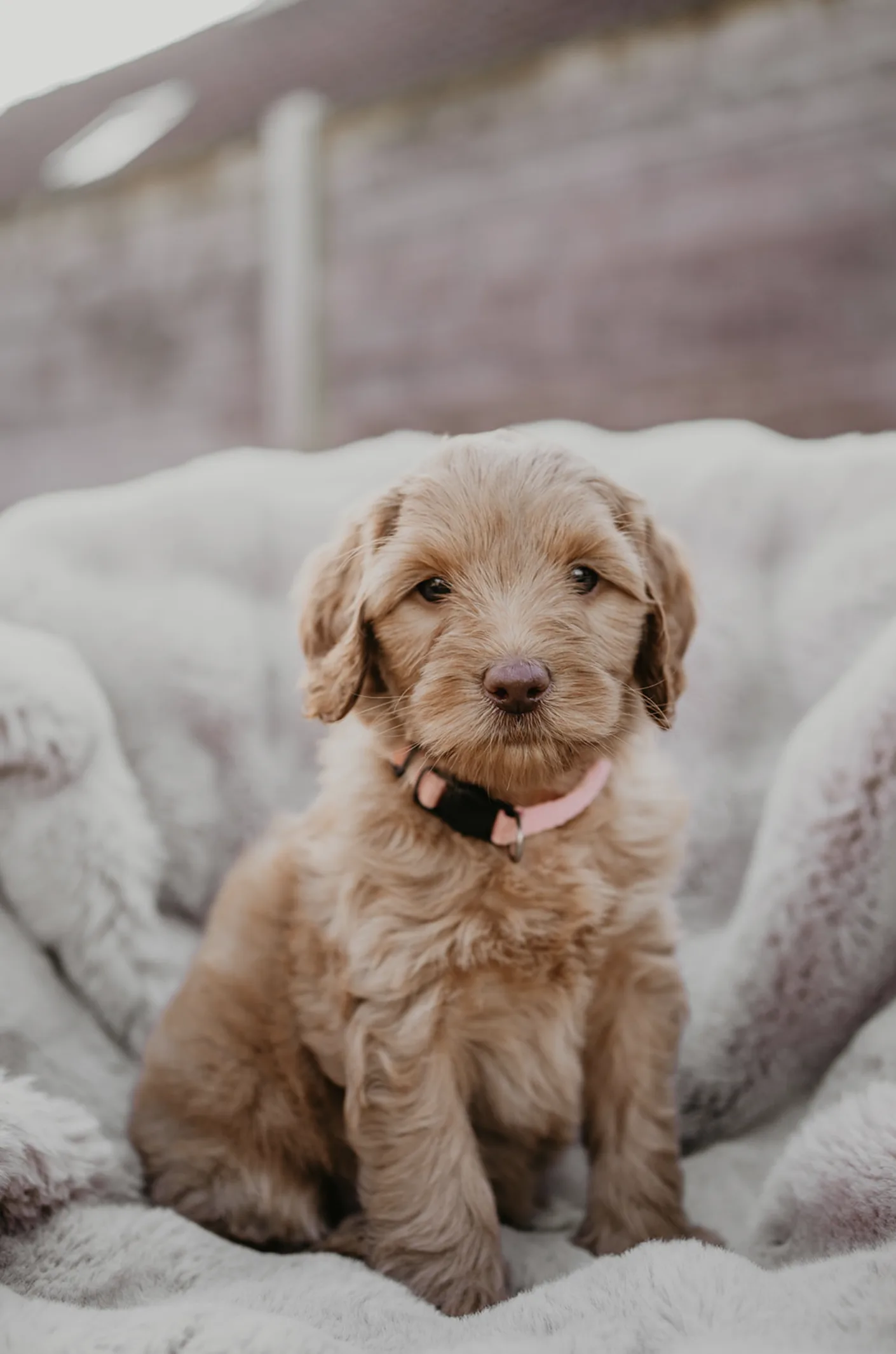 Een jonge Australian Labradoodle pup kijkt in de camera
